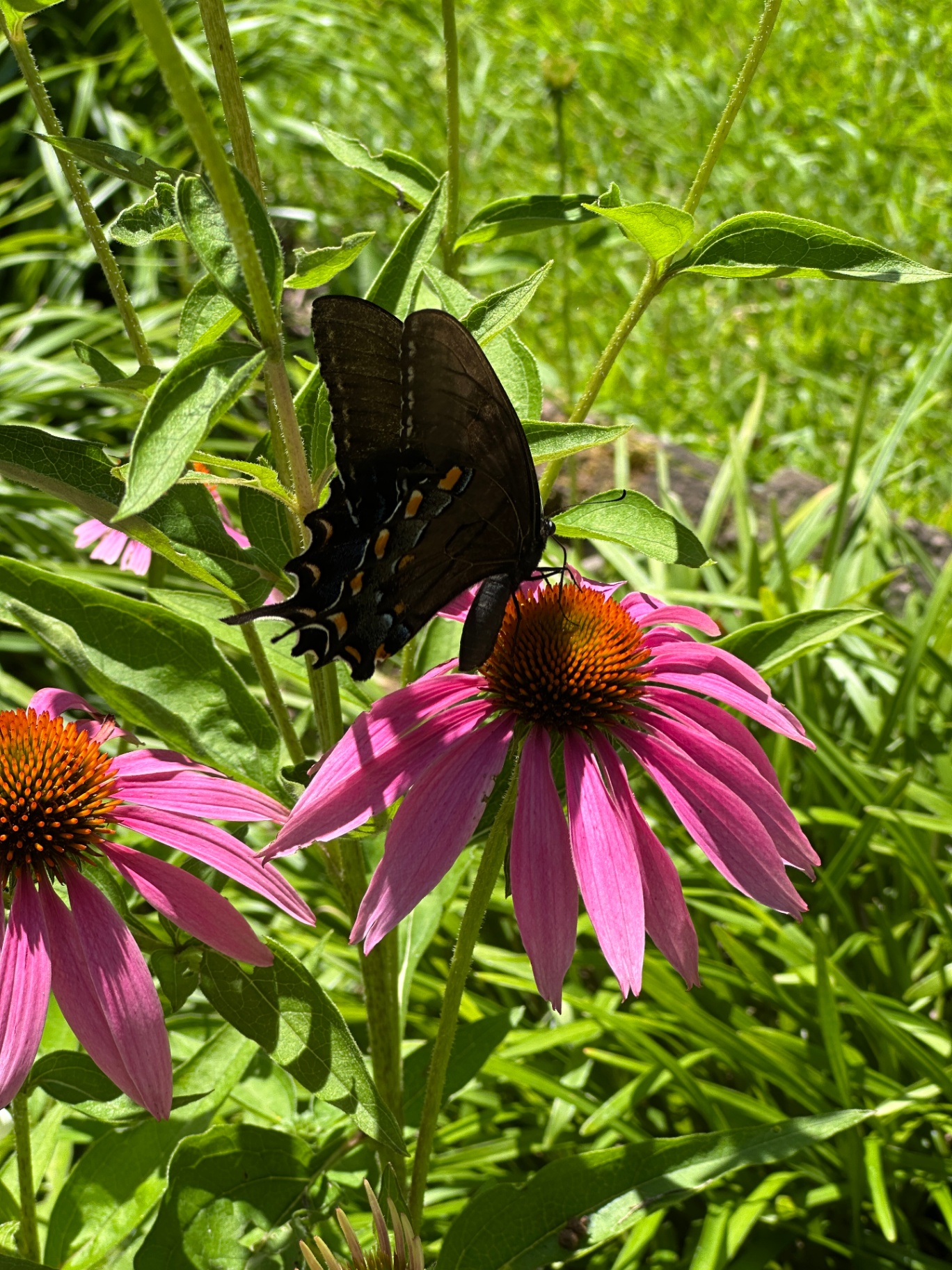 A black swallowtail butterfly resting on a pink coneflower