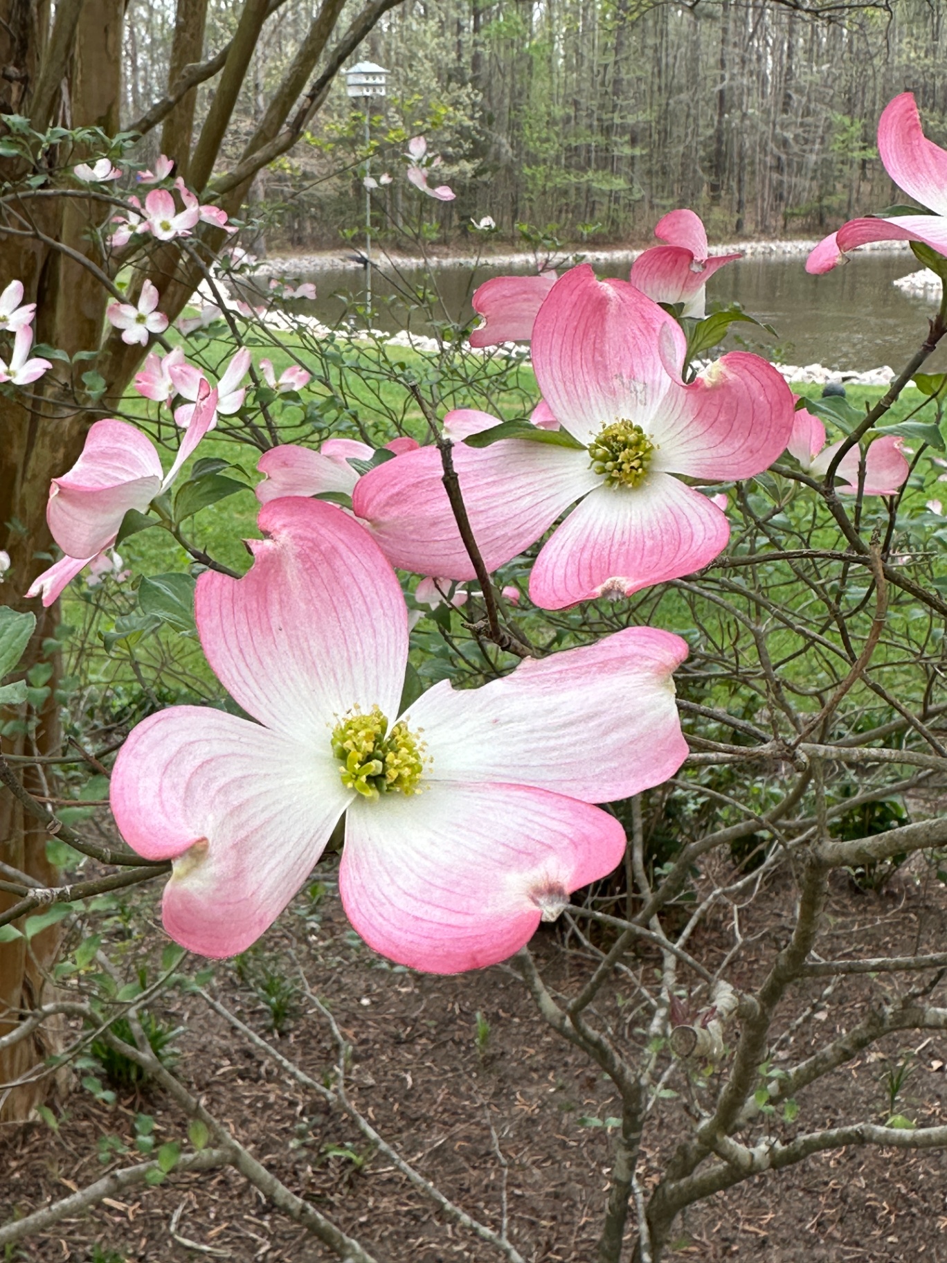 Pink dogwood blossoms in full bloom beside a pond