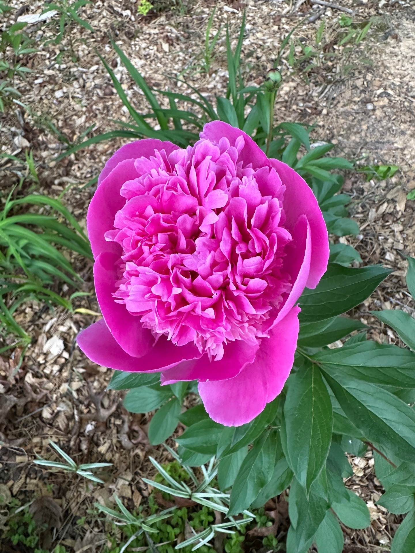 A vivid pink peony in full bloom in a member's garden