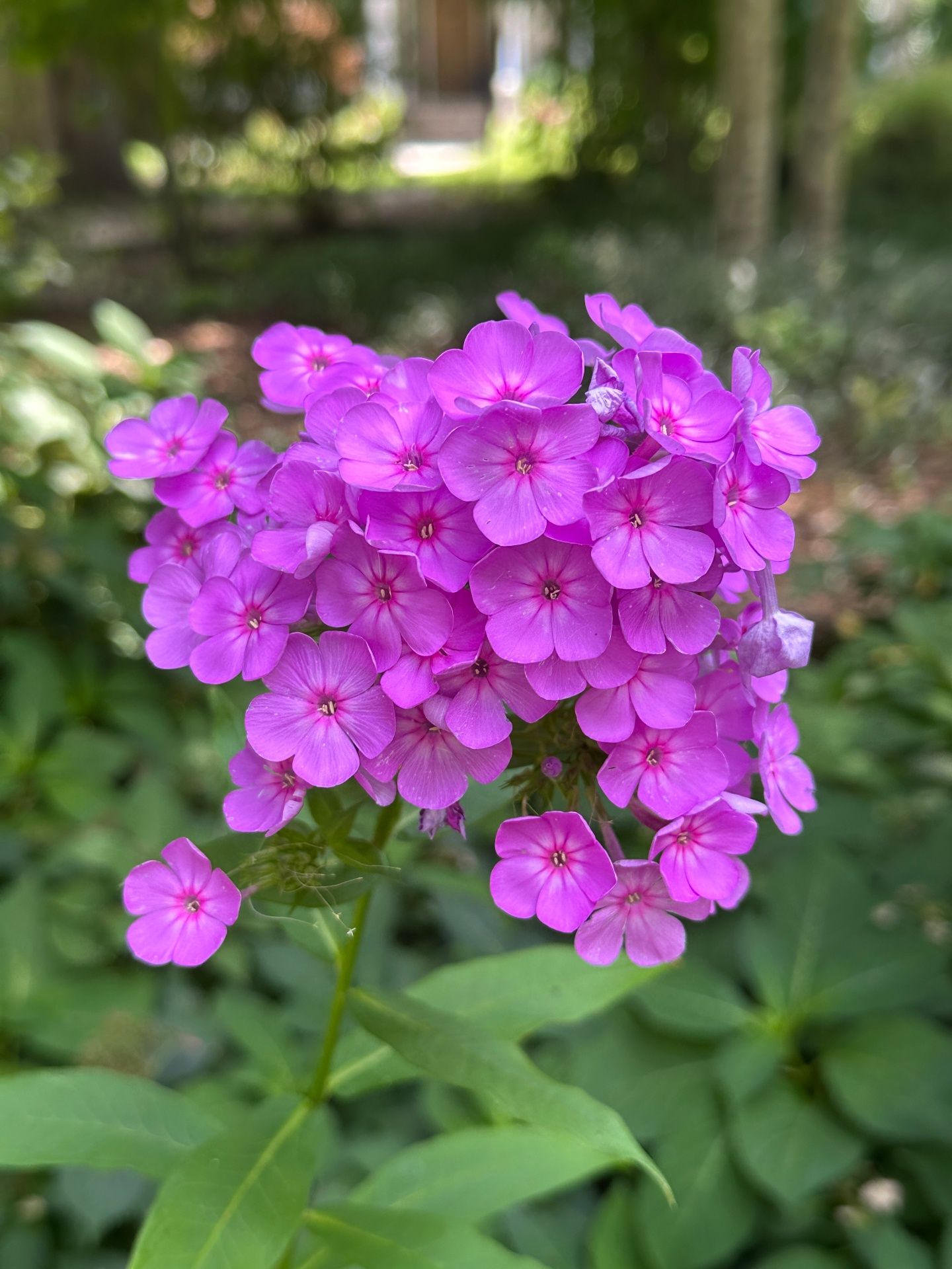 A cluster of bright pink garden phlox